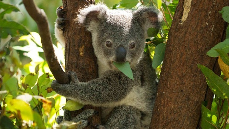 Αυστραλία: Τα κοάλα στην ουρά για να… εμβολιαστούν κατά της χλαμύδιας