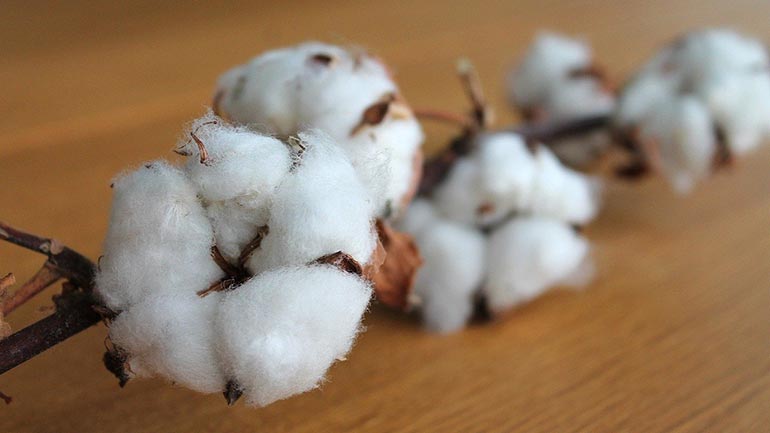 Τρίκαλα: Ζημιές σε βαμβάκι, αμπέλια και καπνό από τις βροχοπτώσεις