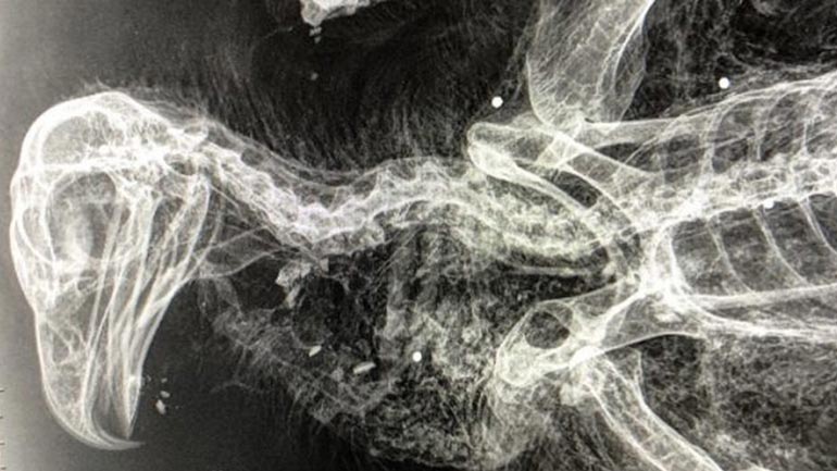 Νεκρός χρυσαετός από πυροβολισμό στην Κρήτη