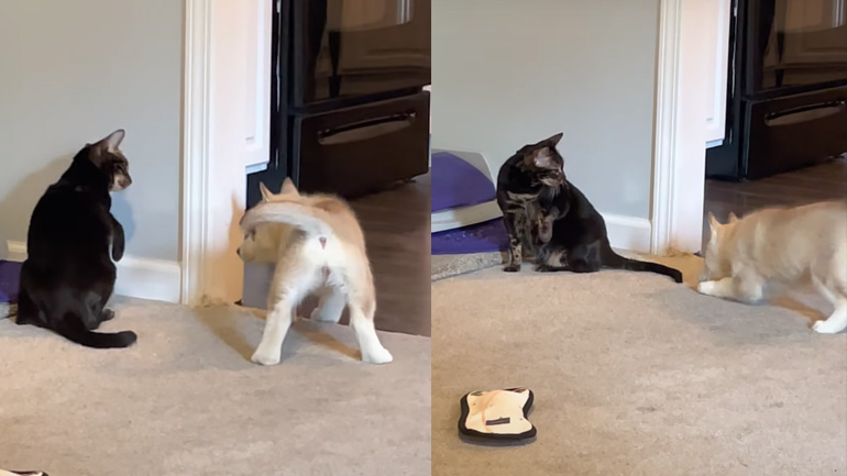 Γνωριμία με τη γάτα