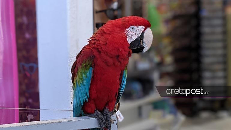 Εξωτικό πουλί τραβάει τα βλέμματα στο Ηράκλειο