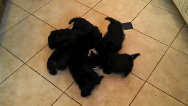 Καρουζέλ πάνω από το μπολ