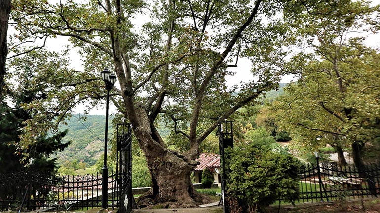 Το μεγαλείο ενός… πλάτανου στα Αμπελάκια Λάρισας
