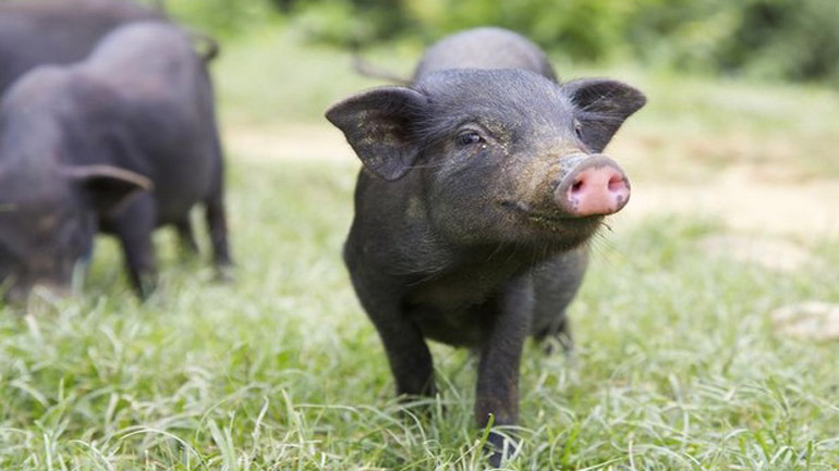 Για πρώτη φορά, γιατροί στις ΗΠΑ συνέδεσαν σε άνθρωπο νεφρό από χοίρο!