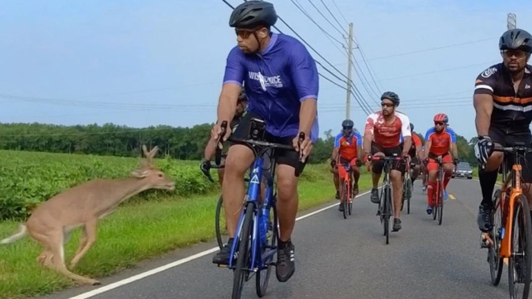 Ελάφι συγκρούεται με ποδηλάτη