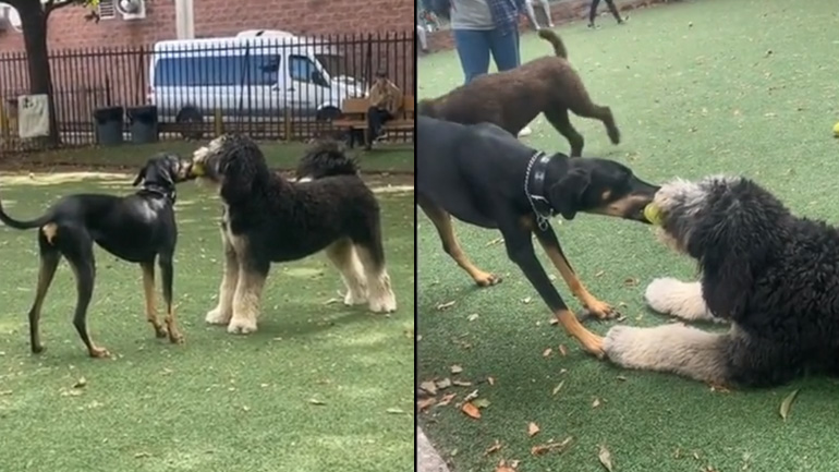 Σκύλος αρπάζει την ευκαιρία