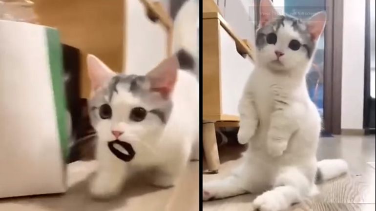 H γάτα που παίζει σαν σκύλος