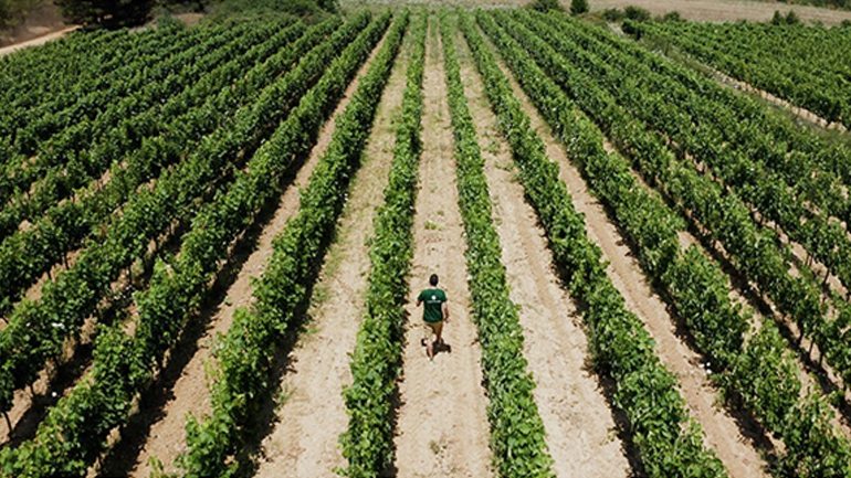 «Κτήμα Τσέλεπου»: Μια πρόταση για «μεγάλα» κρασιά από τις Ρίζες Αρκαδίας
