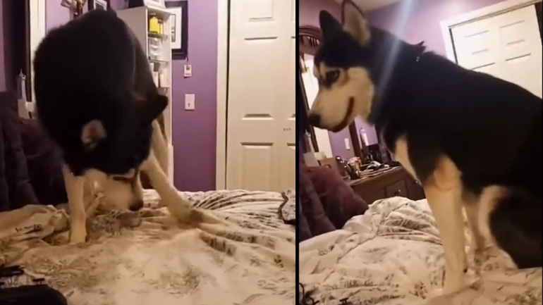 Σκύλος τρομάζει με την ουρά του