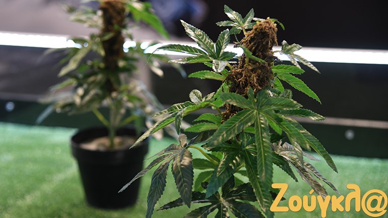 Λουξεμβούργο: Νόμιμη η οικιακή καλλιέργεια και χρήση κάνναβης Λουξεμβούργο: Νόμιμη η οικιακή καλλιέργεια και χρήση κάνναβης