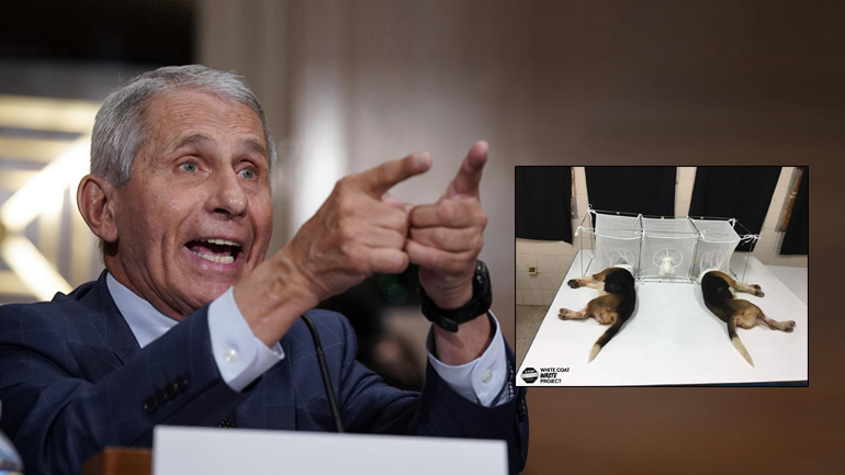 #Συλλάβετε τον Φάουτσι