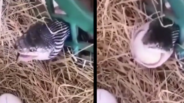 Φίδι κλέβει ένα αβγό