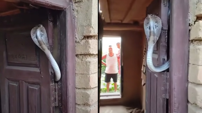 Μια κόμπρα στην υποδοχή