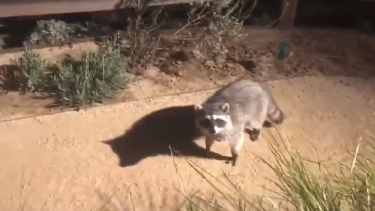 Ρακούν μάστερ του Κουνγκ Φου