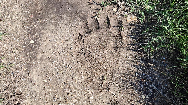 Θεσσαλονίκη: Αρκούδα κατέβηκε στις όχθες του Αξιού