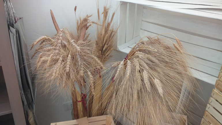 Ιταλία: Παράγουν υγιεινά προϊόντα καλλιεργώντας «αρχαίο» σιτάρι