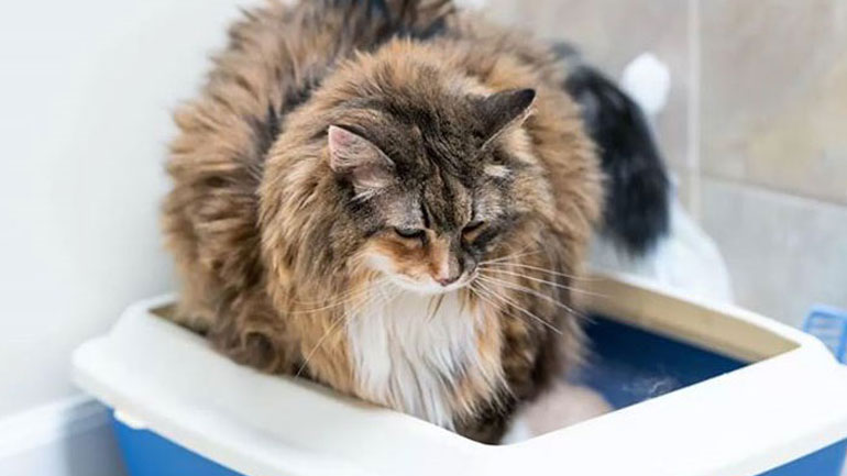 Γιατί κλαίει η γάτα μου;