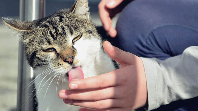 Μπορούν οι γάτες να μεταδώσουν ασθένειες με το γλείψιμο;