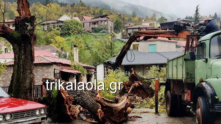Τρίκαλα: Κατέρρευσε ο αρχαιότερος φτελιάς, 700 ετών, στην Αηδόνα