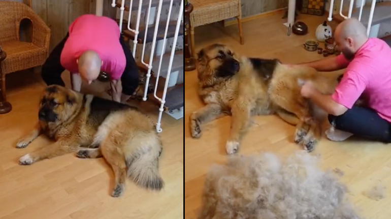 Χτενίζοντας τον σκύλο