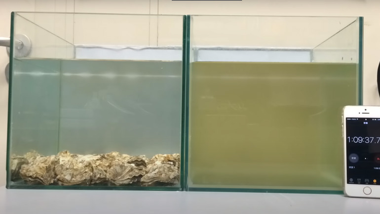 Πώς τα στρείδια μπορούν να καθαρίσουν το μολυσμένο νερό