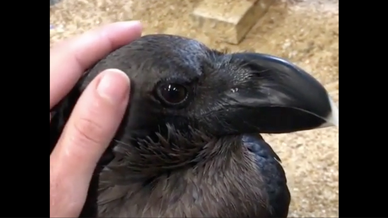 Τα αυτιά του κορακιού