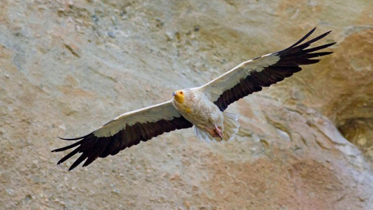 Δράμα: Νέο περιστατικό δηλητηρίασης χρυσαετού