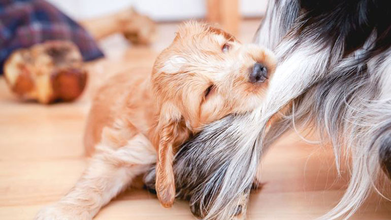 Γνωρίζετε ποιο βασικό ανθρώπινο χαρακτηριστικό διαθέτει ο σκύλος σας;