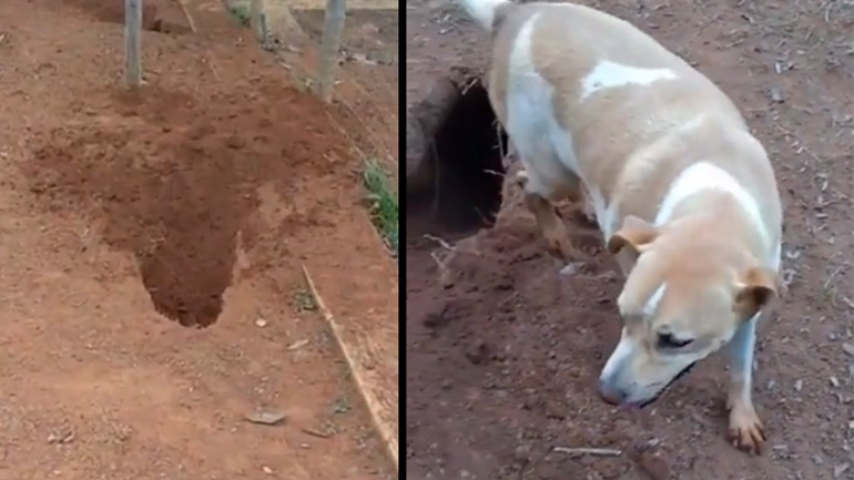 Είδε κανείς τον σκύλο;