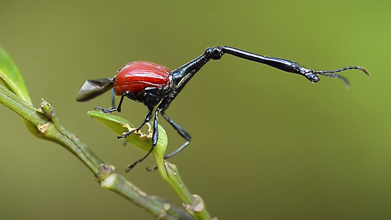 Σκαθάρι καμηλοπάρδαλη