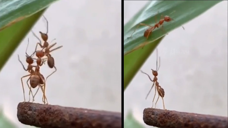 Ωραίοι φίλοι!