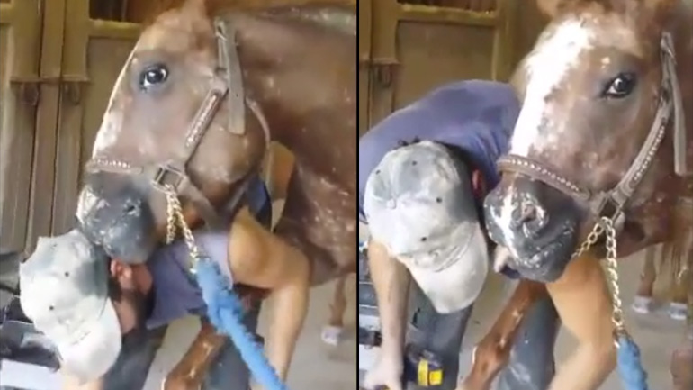 Το άλογο δείχνει την αγάπη του στον πεταλωτή