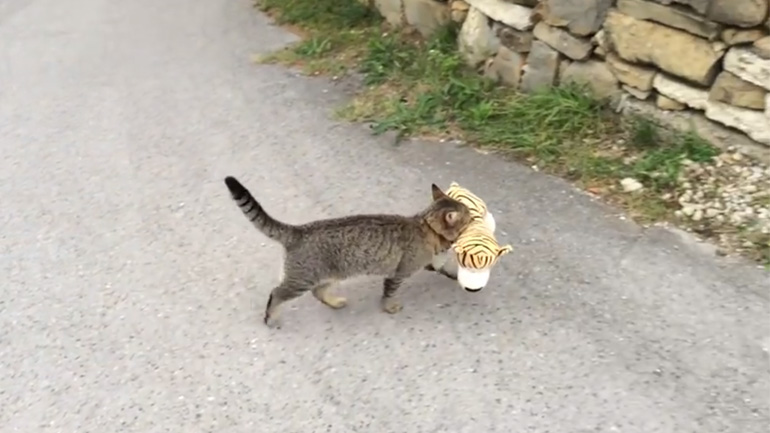Η γάτα έκλεψε την λούτρινη τίγρη του γείτονα