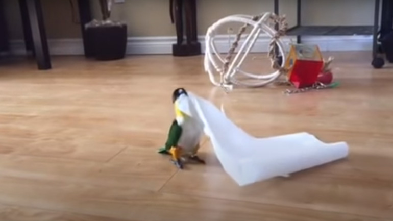 Το παράξενο παιχνίδι του παπαγάλου
