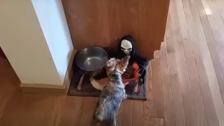  Ο σκύλος μάλλον θα μείνει νηστικός