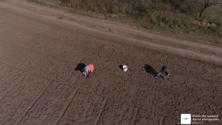 Η συγκομιδή του κρόκου Κοζάνης από ψηλά
