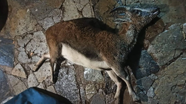 Χανιά: Άγνωστοι σκότωσαν κρητικό αίγαγρο μέσα στον Εθνικό Δρυμό Σαμαριάς