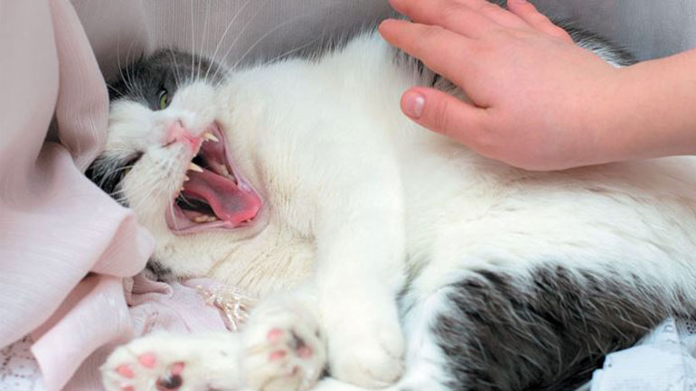 Η γάτα έγινε ξαφνικά επιθετική – Τι να κάνω;