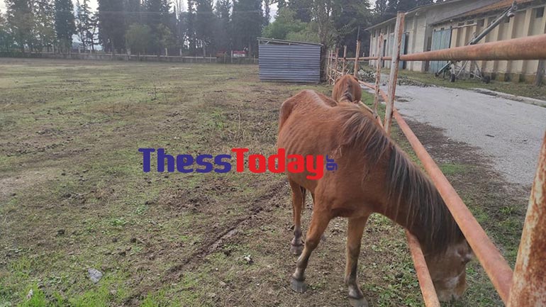 Καταγγελίες για σκελετωμένα άλογα στο αγρόκτημα του ΑΠΘ