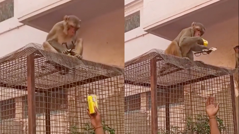 Συμφωνία με μια μαϊμού