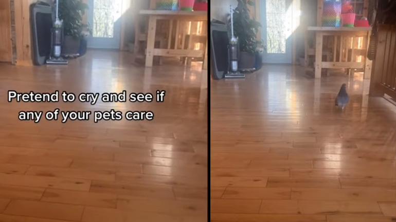 Ανησυχεί το κατοικίδιό σας όταν κλαίτε;