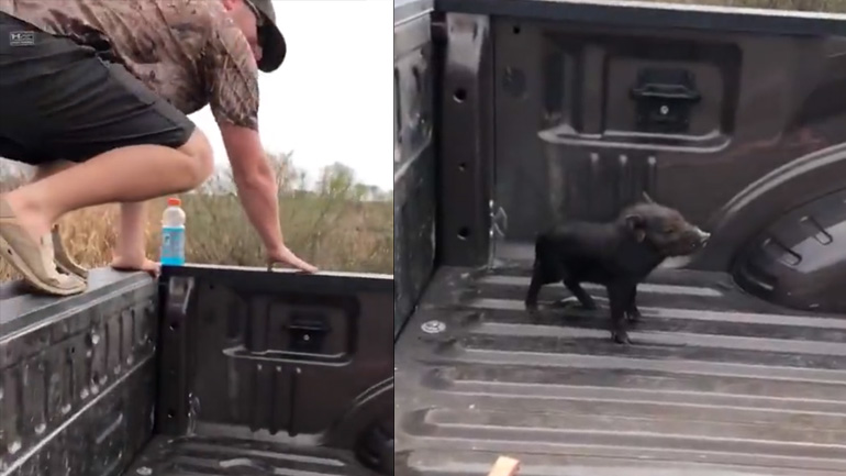 Μικρό… τσαμπουκαλεμένο αγριογούρουνο επιτίθεται σε άνδρα!