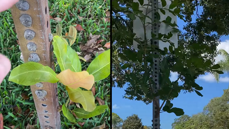 Ένα δέντρο μεγαλώνει σε μια πινακίδα 