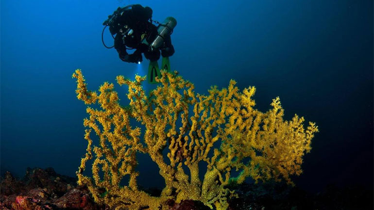 «Ο Κόσμος της Θάλασσας»:  Μία ξενάγηση στον φανταστικό κόσμο της Μεσογείου