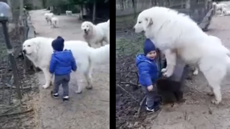 Τσοπανόσκυλο σε ρόλο νταντάς