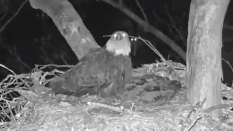 Kουκουβάγια επιτίθεται σε δύο αετούς