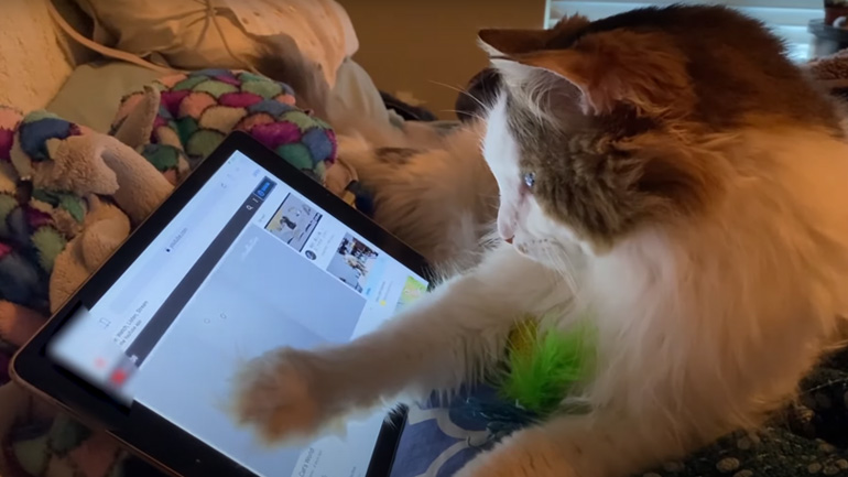 Γάτα βλέπει βίντεο με γάτες στο τάμπλετ