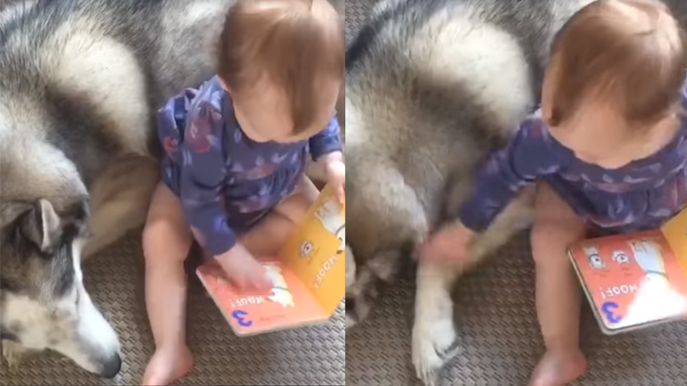 Μωρό βλέπει τη ζωγραφιά ενός σκύλου σε ένα βιβλίο