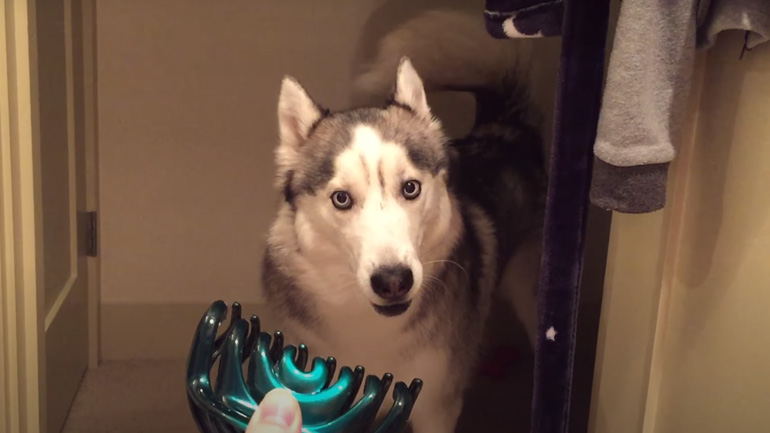 Ο σκύλος και το κοκαλάκι για τα μαλλιά