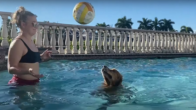 Σκύλος παίζει βόλεϊ στην πισίνα